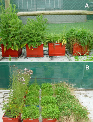 Figure 4 The effects of the trimming treatments in Experiments 1 (A) and 2 (B) as viewed in mid January 2007 and 2008, respectively. From left to right: No pasture; Short pasture; Long pasture; Hay.