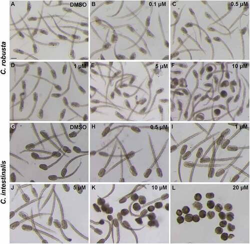 Figure 3. Morphological evaluation of the effects of BPA exposure on Ciona robusta (A–F) and C. intestinalis (G–L) development. (A, G) controls; (B–F) and (H–L) BPA. Scale bar = 100 µm.