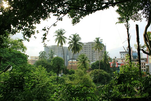 Figure 1 Mangaluru’s Buildings and Trees. Photo by the author.