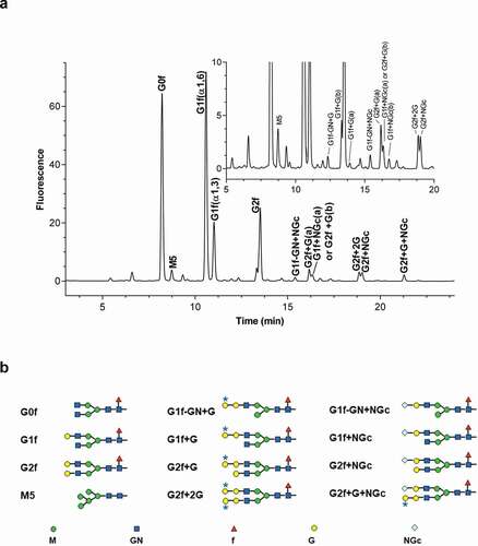 Figure 1. Glycan profiles of mAb1 by UPLC (a); inset shows enlarged figure. (b) Structures of glycans; asterisks indicate galactose-alpha-1,3-galactose linkages (b). G, galactose; GN, N-acetyl-glucosamine; M, mannose; f, fucose; NGc, N-glycolylneuraminic acid