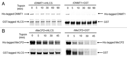 Figure 3. HLCS interacts with both MeCP2 and DNMT1 in vitro, judged by limited proteolysis assay. (A) Purified recombinant GST-HLCS protected His-DNMT1 from trypsin digestion (left panel) compared with DNMT1 that was pre-incubated with GST (right panel). (B) Purified recombinant GST-HLCS protected His-MeCP2 from trypsin digestion (left panel) compared with MeCP2 that was pre-incubated with GST (right panel).