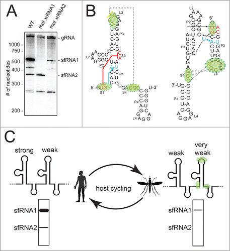 Figure 6. Hypothesis linking xrRNA tertiary structure, sfRNA formation, and host adaptation. (A) Northern blot analysis of RNA produced during WNVKUN infection in human cells. Wild-type (WT) virus and 2 mutants in which the S1-S3 tertiary interaction was abrogated in either the first xrRNA or second xrRNA are shown. These data were previously published.Citation35 (B) Secondary structure of the MVExrRNA2 as in Figure 2B. The regions of the second DENV xrRNA in which mutations accumulate during infection in mosquito cells are shaded green. These mutations would effectively abrogate tertiary interactions. (C) A model for how these mutations could alter sfRNA production as DENV cycles between human (left) and mosquito (right) hosts. “Strong” and “weak” refer to the efficiency of halting Xrn1, green shading shows where the second xrRNA builds up mutations, and hypothetical Northern blot analyses of noncoding sfRNA production are shown.