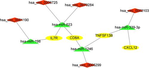 Figure 8 Construction of the immune cells-related circRNA-miRNA-mRNA subnetwork. Red diamonds indicate upregulated circRNAs, green triangles represent downregulated miRNAs, and yellow ovals represent upregulated mRNAs.