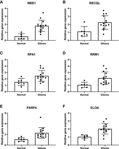 Figure 11 qPCR verification results of the mRNA expression of six DDR-related genes. (A) WEE1, (B) RECQL, (C) RPA1, (D) RRM1, (E) PARP4, (F) ELOA.