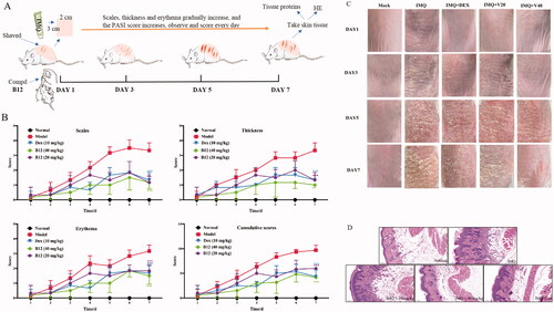 Figure 8. (A) Illustration of mouse psoriasis model induced by IMQ; (B) PASI and effect of compound B12 on back skin of mice induced by IMQ (x ± s, n = 6); (C) Represent phenotypic pictures of back skins in each group; (D) H&E staining of skin tissues from mice in each group. Data were shown as mean ± SEM; n = 6 mice per group; *p < 0.05, **p < 0.01, and ***p < 0.001, compared with vehicle group.