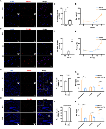 Figure 5 Distribution and targeting of Exos-Ber/Pal in vitro and vivo. (A) Parent cell targeting ability. Fluorescence images were observed by optimal microscopy. PKH26-labelled Exos were respectively incubated with BV2 and SH cells for 3 h. (B) Cellular uptake of PKH26-labelled Exos after incubation with BV2 cells for 0.5, 1 h and 3 h. (C and D) quantitative analysis of (A and B). (E and F) Uptake of Ber and Pal by microglia at 2, 4, 6, 12 and 24 h. The concentration of Ber/Pal was 0.3 μM. (G and H) Fluorescence imaging of cortex and hippocampus. PKH26-labelled Exos were intravenously injected for 6 h and 24 h. (I and J) quantitative data of (G and H). (K and L) Ber and Pal concentrations in the hippocampus, cortex and striatum were detected by LC-MS after intravenous injection with Ber/Pal and Exos-Ber/Pal for 24 h. The PKH26 was 2 μM. The Ber/Pal dosage was 0.88/1.13 mg/kg. The scale bar for (A and B) and (G) is 50 μm. The scale bar for (H) is 100 μm. (A–J), n = 3; (K and L), n = 6. *p < 0.05, **p < 0.01.