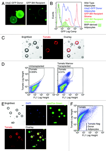 Figure 2. Fluorescent marker expression can be highly variegated in adipocytes. (A) Gonadal fat was harvested from UbqC-GFP donor mice and 16 week GFP BM transplant recipients. Fat was digested with collagenase and adipocytes isolated by flotation/centrifugation. Adipocytes from both sets of animals were examined by fluorescence microscopy. Representative images taken with the same exposure parameters demonstrate variegated GFP expression in marrow donors and generally low GFP expression in BMP-derived adipocytes. (B) Gonadal fat was harvested from wild type mice, UbqC-GFP donor mice and GFP BM recipients. Adipocytes and stroma were prepared from the fat as in (A) and analyzed by flow cytometry. The figure shows representative histograms of GFP fluorescence in each sample and confirms variegated GFP expression in donor mice and dim GFP fluorescence in BMP-derived adipocytes. (C) Wild-type female mice were transplanted with BM from mT/mG donor mice. Eight weeks post-transplant, gonadal adipose tissue was harvested, digested and free-floating adipocytes separated from stromal cells. Adipocytes were examined by brightfield and fluorescence microscopy and representative images of tdTomato positive BMP-derived adipocytes among non-fluorescent fat cells are shown. (D) Gonadal adipocytes from Tomato BM transplant recipient mice and untransplanted control mice were examined by flow cytometry. Representative flow scattergrams confirm production of Tomato-expressing BMP-derived adipocytes. (E and F) Gonadal fat from mT/mG donor mice was harvested, digested and free-floating adipocytes examined by fluorescence microscopy (E) and flow cytometry (F). (E) Prior to microscopy, adipocytes were fixed briefly with 4% paraformaldehyde in PBS, then stained with LipidTOX Green for 20 min and DAPI for 10 min. Representative bright field and fluorescence images show single nuclei associated with lipid droplets. Intact cells with bright (b), dim (d) or no (n) Tomato fluorescence are indicated. (F) Representative flow scattergram shows that a considerable number of donor adipocytes are Tomato negative while the remaining adipocytes express variable levels of tdTomato.