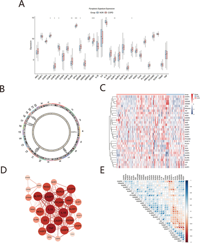 Figure 1 Expression mechanism of pyroptosis-related genes. (A) Boxplots of pyroptosis-related genes, Blue represents the normal group and red represents the COPD group (*p<0.05; **p<0.01; *** p<0.001; ****p<0.0001). (B) Chromosomal mapping of Differential pyroptosis genes. (C) Heatmap of pyroptosis-related genes, Blue represents the normal group, red represents the COPD group; (D) PPI analysis the differentially expressed pyroptosis-related genes, The larger the node, the darker the color, the more important the gene. (E) Correlation heatmaps of pyroptosis-related genes, The color represents the strength of the relatedness, with red indicating negative correlation, and blue indicating positive correlation.