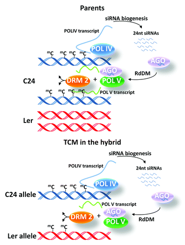 Figure 2. siRNA-mediated trans chromosomal methylation. The RNA directed DNA methylation pathway plays a key role in TCM and TCdM events. RNA Polymerase IV (POL IV) transcribes a region which following double stranded RNA synthesis and cleavage forms 24 nt siRNAs. Twenty-four nt siRNA are loaded into an ARGONAUTE (AGO) and target regions by an RNA transcript produced by RNA Polymerase V (POL V). This complex that contains additional components can then recruit DOMAIN REARRANGED METHYLTRANSFERASE 2 (DRM2), which methylates the DNA. In hybrids, siRNAs derived from the methylated parental allele target both the methylated parental allele for continued methylation (blue helix) and de novo methylation of the unmethylated parental allele (red helix). After the initial TCM event (illustrated here) the previously unmethylated allele will produce siRNAs and transcripts produced by POL V enabling the newly methylated cytosines to be maintained through subsequent generations.