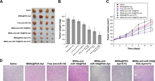 Figure 7 In vivo therapeutic efficacy of MSNs-anti-miR-155@PDA-Apt to nude mice bearing SW480 tumors. (A) Image of tumors at 14 days. (B) Average weight of tumors at 14 days. Data are expressed as mean ± SEM. (C) Tumor growth curves. (D) H&E staining of tumors tissue. Scale bar =100 μm. *P<0.05.Abbreviations: MSNs, mesoporous silica nanoparticles; PDA, polymerized dopamine; Apt, aptamer; 5-FU, 5-fluorouracil; SEM, standard error of mean; H&E, hematoxylin and eosin; miR-155, MicroRNA-155.