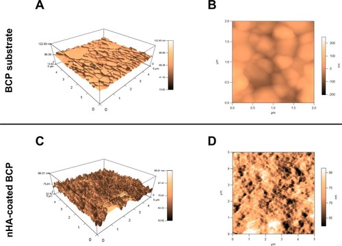 Figure 2 AFM topographic images for 3D view (A) and top view (B) of BCP substrate; 3D view (C) and top view (D) of nHA-coated BCP scaffold.