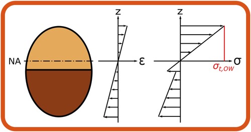 Figure 6. Stress and strain profiles in beam bending of a branch with 50% CW.