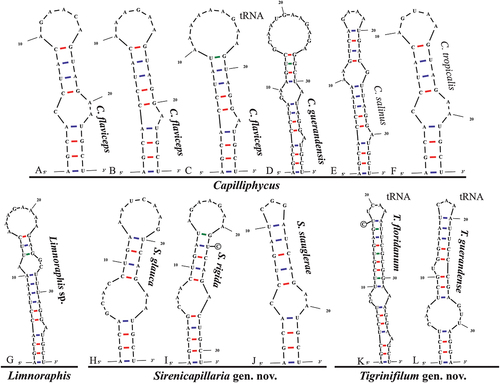 Fig. 51. The 16S–23S rRNA ITS sequence secondary structures of the Box-B of the four cyanobacterial genera (Capilliphycus, Limnoraphis, Sirenicapillaria, Tigrinifilum) presented in this work. Nonbolded taxa represent previously published data. A: C. flaviceps BLCC-M53. B: C. flaviceps BLCC-M137. C: C. flaviceps BLCC-M137 with tRNA. D: C. guerandensis BLCC-M76 & BLCC-M92 with and without tRNA. E: C. salinus. F: C. tropicalis. G: Limnoraphis sp. BLCC-F19 & BLCC-F23 with and without tRNA. H: S. glauca BLCC-M125. I: S. rigida BLCC-M116 & BLCC-M134 with and without tRNA. J: S. stauglerae BLCC-M121, BLCC-M122, BLCC-M123, & BLCC-M138 with and without tRNA. K: T. floridanum BLCC-M48, BLCC-M50, BLCC-M57, BLCC-M66, BLCC-M73, BLCC-M77, BLCC-M87, BLCC-M107, BLCC-M118, BLCC-M119, & BLCC-M120, with tRNA. L: T. guerandensis BLCC-M99, with tRNA.