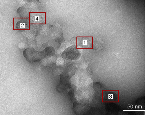 Figure S1 Size distribution of 7.5% SMA-Epi was determined by TEM at concentration of 1 mg/mL in water with 1% phosphotungstic acid for staining.Notes: Boxes indicate a single SMA micellar particle. The size of 7.5% SMA-Epi by TEM is calculated as the average of the four particles labeled in the figure.Abbreviations: Epi, epirubicin; SMA, styrene maleic acid; TEM, transmission electron microscope.