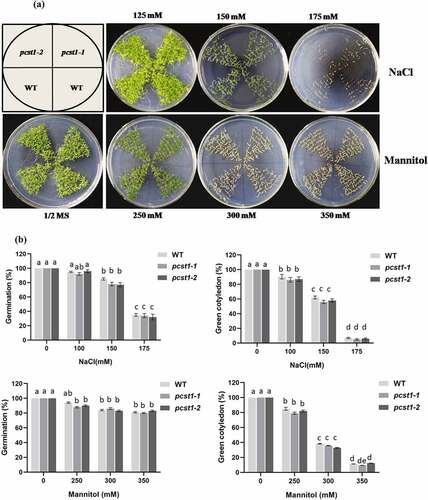 Figure 5. PCST1 mutant plants are no obvious response to sensibility to salt and mannitol stresses. (a) Growth phenotype of WT and pcst1 mutants in media containing 125, 150, 175 mM NaCl and 250, 300, 350 mM mannitol. Seeds were germinated and grown for 15 d. The photographs show representative seedlings. (b) Effects of NaCl and mannitol on the germination and greening leave rate of WT and pcst1. Error bars represent the standard errors of c. 200 seeds from three independent experiments. (c) Seedling root length of WT and pcst1 mutants as affected by NaCl and mannitol. (d) The data analysis was the same as in (b). Statistical significance was determined by one-way ANOVA with Tukey’s post hoc test (p < .05).