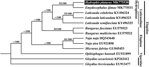 Figure 1. Bayesian inference (BI) tree based on 13 mitochondrial protein-coding genes of Hydrophis platurus with 10 other elapid snakes. Two species of Viperidae were used as the outgroup. The accession numbers of the mitogenomes obtained from GenBank are indicated after the scientific name of each species. The analyzed values (ML bootstrap value/Bayesian posterior probabilities) are noted on each branch.