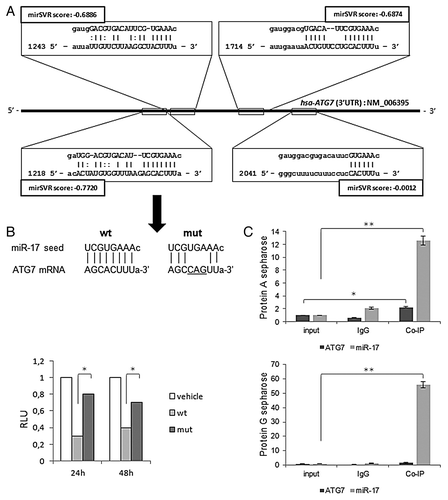 Figure 1. Sequence alignment prediction between miR-17 and ATG7 and validation assays. (A) miRanda predicted miR-17 targets (squares) within the 3′-UTR region (with nucleotides coordinates) of human ATG7 sequence (NM_006395). miRanda likelihood of miR-17-mediated mRNA downregulation scores (mirSVRs) are reported. (B) Nucleotide alignments between miR-17 seed sequence and ATG7 wild-type and mutated sequences, respectively cloned into pMIRATG7WT and pMIRATG7MUT vectors (see Materials and Methods) (top); results of the luciferase reporter assay at 24 and 48 h post-transfection (p.t.) in T98G cells are expressed as Relative Luciferase Units (left); results were normalized to pMIR-REPORT vector (vehicle) transfections. (C) Real-time PCR quantitative expression levels of miR-17 and ATG7 in T98G cells, from a RIP-assay using EIF2C2/AGO2-co-immunoprecipitated RNA, described in Materials and Methods; controls are represented by mock (input) and IgG isotype RNA samples. Expression levels are normalized to miR-17 and ATG7 expression levels of input samples. RIP-assay is performed using Protein A (top) and G sepharose matrices (bottom). Results of three independent replicas are indicated with error bars. *P < 0.005, **P < 0.001.