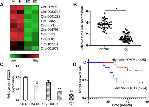 Figure 1 The expression of circ-FOXO3 was down-regulated in bladder cancer tissues and cell lines. (A) The down-regulated expression of circRNAs in bladder cancer tissues compared to normal tissues according to dataset (GSE97239). (B) The expression of circ-FOXO3 in bladder cancer tissues and adjacent normal tissues (n=49). (C) The expressions of circ-FOXO3 in bladder cancer cell lines. (D) Kaplan–Meier survival analysis of circ-FOXO3 expressions in bladder cancer patients. *P<0.05 compared with the control group, **P<0.01 compared with the control group.