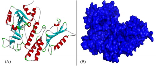 Figure 5. Secondary structure (A) and surface structure (B) of PARP4.