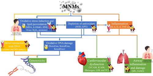 Figure 3. Biomarkers of effects to metal-based nanomaterials (MNMs) to recognize changes or toxicity occurring in the body.
