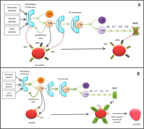 Fig. 1 Action of complement in healthy subjects (A) and PNH patients (B). (A) Due to the presence of membrane proteins, DAF and MIRL, a normal RBC is protected from complement activation. (B) DAF and MIRL deficiency makes the RBC sensitive to complement attack, resulting in haemolysis. RBC=red blood cells, MAC=membrane attack complex.