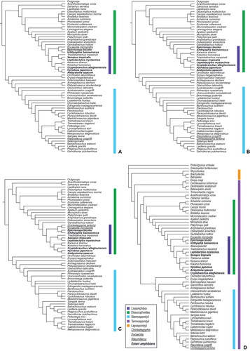 Figure 4. Strict consensus (SC) trees of the first-order taxon jackknife analyses omitting A, Chinlestegophis, B, Eocaecilia and C, Rileymillerus; and D, SC of the two most parsimonious trees yielded by analysis of the Schoch et al. (Citation2020) matrix, with higher order taxonomy highlighted.