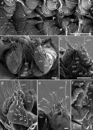 Figure 13. Male (a-e) and female (f) sexual characters of Siphonethus coxaespinosus sp. nov. from New Zealand, male, SEM images. (a) Anterior coxae of male (NZAC03038954), ventral view. (b-f) Gonopods of NAZAC03038955. (b) Ventral view. (c) Posterior view. (d) Lateral view. (e & f) Detail of apical podomere of anterior gonopod. (e) Ventral view. (f) Gonopore and 2nd leg pair of female, ventral view. Scale: a, c = 100 µm, b, d-f = 20 µm. Abbreviations: aI-aV = podomeres of anterior gonopod, bs = brush-like setae, cx = coxa, go = gonopore, pe = penis, pI-pVI = podomeres of posterior gonopod, prf = prefemur, st = sternite, stp = sternal projection, ve = external valve of vulva, vi = internal valve of vulva.
