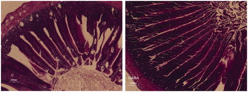 Figure 1. Jejunum mucosal morphology of yellow-feathered broilers exposed to a high temperature environment. C: control group; GABA: GABA group.