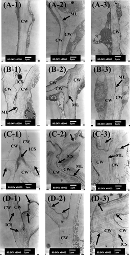 Figure 4 TEM images of two cultivars of fresh and frozen mangoes. (a) Fresh Nam Dok Mai, (b) fresh Chok Anan, (c) frozen Nam Dok Mai, and (d) frozen Chok Anan. (1) Partially ripe, (2) ripe, and (3) fully ripe stage. Arrows indicate the swelling and folding of cell walls caused by freezing damage. CW: cell wall; ML: middle lamella; ICS: intercellular space. Bar = 1 μm (C-3 image bar = 2 μm).