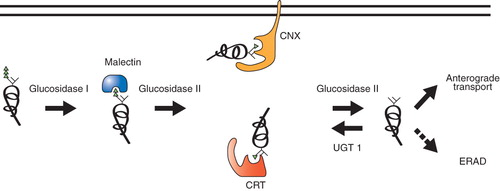 Figure 2. Glucose-dependent early protein maturation. After the entry of polypeptides into the ER, glucosidase I trims the first glucose. Diglucosylated glycans mediate interactions with malectin and glucosidase II trims the second glucose. This monoglucosylated glycan is the target of lectin-chaperones, calnexin (CNX) and calreticulin (CRT). Glucosidase II removes the final glucose to generate an unglucosylated glycan. Mature polypeptides are sorted for anterograde trafficking, while still immature or non-native proteins are reglucosylated by UGT1 to support calnexin/calreticulin rebinding. Eventually, terminally misfolded proteins are targeted to ERAD pathway for destruction.