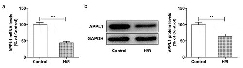 Figure 2. APPL1 was low expressed in H9C2 cells under H/R exposure (a) The mRNA level of APPL1 in myocardial ischemia cells was measured by Quantitative real-time PCR. (b) The APPL1 expression in myocardial ischemia cells was determined by western blotting. Error bars represent the mean ± SEM from three independent experiments. **P < 0.01, ***P < 0.001