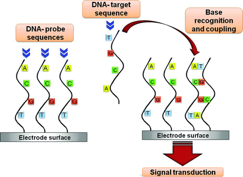Figure 7 DNA-based biosensor to detect pathogenic bacteria. DNA probe single strands are immobilised onto an electrode surface and put in contact with the sample to analize. In the presence of complementary sequences of bacterial DNA, a linkage is established between the probe and the target DNA strand. A stable complex is formed which gives rise to a detectable signal. (Color figure available online.)