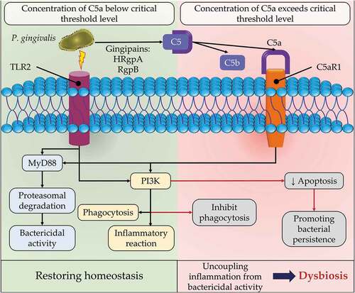 Figure 7. Porphyromonas gingivalis enhancing dysbiosis through uncoupling of inflammation from bactericidal activity of the phagocytic cells. P. gingivalis interacts with Toll-like receptor (TLR2), and acts on complement component 5 (C5) through P. gingivalis-associated arginine gingipains (HRgpA and RgpB) to produce C5a and C5b. C5a ligand then interacts with its specific complement C5a receptor (C5ar1) that together are co-activated with TLR2 on the surface of phagocytic cells. The cross-reactivity of both receptors could induce myeloid differentiation primary response 88 (MYD88)-induced inflammation or be blocked if MyD88 is inactivated. However, the same cross-reactivity of TLR2-C5aR1 complex could bypass MyD88 and induce the phosphoinositide 3-kinases (PI3K) pathway that may induce inflammation in phagocytic cells. In a similar manner, the activated PI3K could inhibit bacterial phagocytosis/apoptosis and supress phagolysosomal maturation, enhancing bacterial persistence. The latter mechanism is dependent on increased concentration of C5a beyond a threshold level (100 nM). The insurance of bacterial survival while inducing inflammation results in increased inflammophilic pathobionts and enhances dysbiosis.