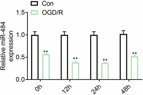 Figure 1. The expression level of miR-484 was down-regulated in neurons following oxygen-glucose deprivation (OGD). The mRNA expression levels of miR-484 were detected in OGD treated neurons. Data were presented as the mean ± SD with three independent experiments. **p < 0.01