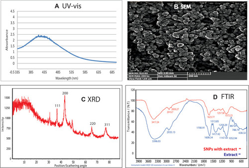 Figure 3 Confirmation methods. (A) UV-vis spectroscopy of silver nanoparticles synthesized by Taxus brevifolia extract. (B) SEM images of silver nanoparticles synthesized by Taxus brevifolia extract. (C) X-ray diffract-gram of silver nanoparticles synthesized by Taxus brevifolia extract. (D) FT-IR spectra of Taxus brevifolia extract and silver nanoparticles synthesized by Taxus brevifolia extract.