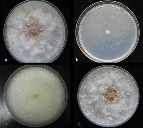 Fig. 1. Growth of Fusarium foetens on different agar media. a, On OA after 14 days. b, On SNA after 14 days. c, On PDA after 14 days. d, On OA after 28 days.