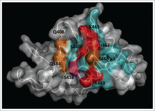 Figure 2. Functional dissection of the structural epitope recognized by cetuximab on EGF receptor. EGFR domain III (PDB code 1YY9) is shown as a cartoon with semi-transparent surface. Side chains of residues that contribute to binding (according to the site-directed mutagenesis scanning on the phage-displayed molecule) are represented with sticks and colored as follows. Critical residues that cannot be replaced (or can only be substituted by residues sharing their physicochemical properties) are highlighted in red. Other residues that can be replaced by some, but not all, amino acids (with no obvious shared features among them) are shown in orange. Magenta indicates that the corresponding residue can only be substituted by amino acids with smaller side chains, implying that its functional contribution is limited to the lack of steric hindrance. The rest of cetuximab structural epitope is represented in cyan. The figure was generated with Pymol.