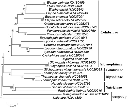 Figure 1. Phylogenetic tree generated using the NJ method based on complete mitochondrial genomes.
