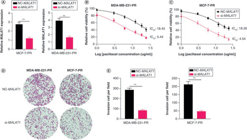 Figure 2. MALAT1 contributes to the survival and migration of paclitaxel-resistant breast cancer cells. (A) Relative expression of MALAT1 in MCF-7-PR and MDA-MB-231-PR cells after MALAT1 was interfered with si- MALAT1. (B & C) Cell viabilities measured by methyl thiazolyl tetrazolium assay. The survival rate of the si- MALAT1-transfected group was significantly lower than that of the negative control MALAT1 group in (B) MDA-MB-231-PR and (C) MCF-7-PR cells. (D & E) Interfering with MALAT1 expression decreased the invasion ability of MDA-MB-231-PR and MCF-7-PR cells.**p < 0.01.PR: Paclitaxel-resistant.