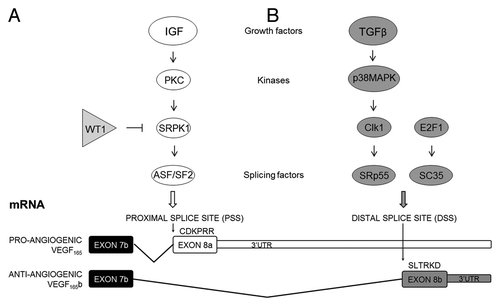 Figure 3. Regulation of VEGF alternative splicing in the terminal exon.