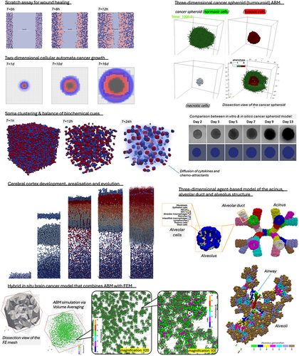 Figure 3. Collage of still images from agent-based model simulation examples,Citation13–17 depicting either off-lattice ABM or cellular automata approaches, which demonstrate the applicability of the method to simulate mono- and multicultures of cells in two and three dimensions, across different spatial scales as well as being coupled with other numerical methods (e.g., Finite Difference Method, FEM).