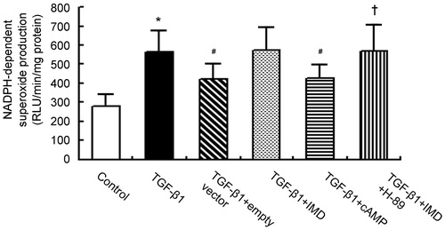 Figure 6. TGF-β1-simulated NADPH oxidase activation is abolished by IMD gene-transfer via cAMP-PKA-dependent pathway. Data in bar graphs are means ± SD, n = 6. *p < .05 versus the control group; #p < .05 versus the TGF-β1 group; †p < .05 versus the TGF-β1 + IMD group.