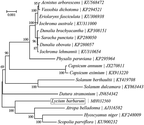 Figure 1. Phylogeny of 13 species within the order Solanaceae based on the neighbor-joining (NJ) analysis of chloroplast PCGs.