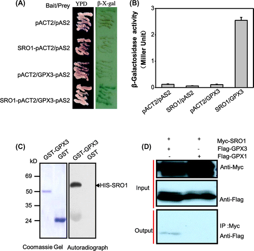Figure 1. SRO1 interacts strongly with GPX3 in vitro and in vivo. (A) The interaction between the full-length SRO1 and the GPX3 in the yeast two-hybrid system. Yeast cells were transformed with pAS2-GPX3 as bait and pACT2-SRO1 as prey and were used for β-galactosidase filter assays. Empty bait and prey were used as control. (B) Quantitative analysis of β-galactosidase activity of the yeast strains in liquid culture showing the interaction between SRO1 and GPX3. Values are means of data from three independent experiments. Error bars indicate SD. (C) GST Pull-down assay. Contained His tag SRO1 was pull-down by GPX3-GST but not by GST. (D) Analysis of the interaction between SRO1 and GPX3 by co-immunoprecipitation in vivo. Combinations of Myc-SRO1 and Flag-GPX3, Flag-GPX1 were co-expressed in Arabidopsis protoplasts. Soluble extracts from protoplasts were analyzed using anti-Myc and anti-flag antibodies (Input). After immunoprecipitation with anti-Myc conjugated agarose, the immunoprecipitated products were detected with anti-Flag antibody to monitor GPX1 or GPX3 conjugates (Output).