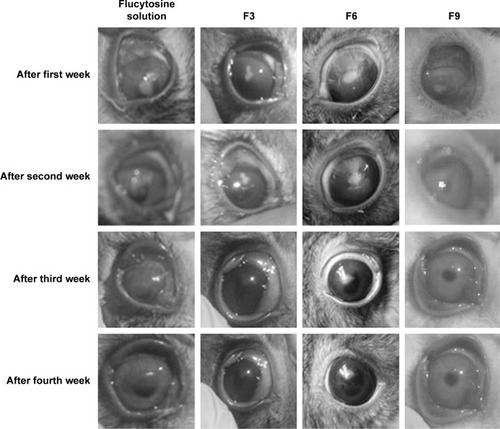 Figure 9 Photographs show different stages of the healing and the disappearance of Candida keratitis when infected rabbits’ eyes were treated with flucytosine solution, F3, F6, and F9, respectively.