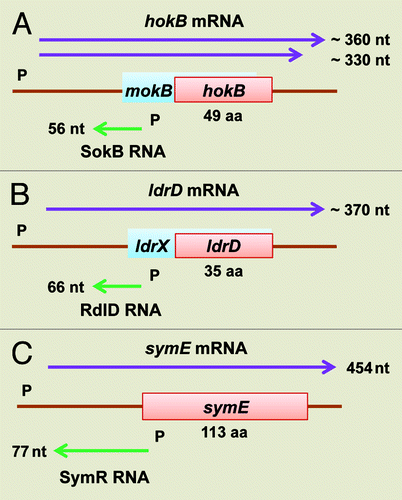Figure 2. Genetic organization of hokB/sokB, ldrD/rdlD, and symE/symR type I TA modules of E. coli K-12. (A) The hokB/sokB locus is located between cybB and trg at 32.1 min (Fig. 1). This system contains all of the regulatory elements as described for hok/sok system in plasmid R1, such as fbi (foldback inhibition) element, tac (translational activation) element, ucb (upstream complementary box) promoter sequences, Shine-Dalgarno sequences and an overlapping reading frame mokB (mediation of killing). The mokB reading frame is out-of-frame with hokB and terminates 38 nt upstream of hokB. (B) The ldrD/rdlD locus is located between bcsG and yhjV at 79.7 min (Fig. 1). A second open reading frame ldrX, noted by Gerdes and Wagner,Citation16 that overlaps with ldrD as in-frame, thus they share the same translational termination codon. It is predicted that RdlD RNA regulates ldrD translation by regulating ldrX translation. (C) The symE/symR locus is located between restriction-modification related genes mcrB and hsdS at 98.7 min (Fig. 1). The sym E promoter has a LexA binding site and is strongly induced by DNA damaging agents. SymR is encoded opposite the 5′ untranslated region (UTR) of symE, and base pairing can extend over the Shine-Dalgarno sequence as well as the initiation codon of symE.