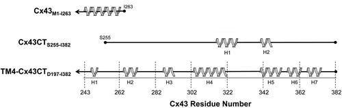 Figure 4. Comparison of Cx43CT sequences used for structural structures. Helical regions (gray ribbons) of the Cx43CT predicted from crystallographic (Cx43) and NMR (TM4-Cx43CT) data are depicted. Also shown are the helical domains identified from the solution structure of the soluble Cx43CT domain for comparison. The gray line represents the length of the full Cx43CT domain and the black lines indicate the protein sequence used in each study.