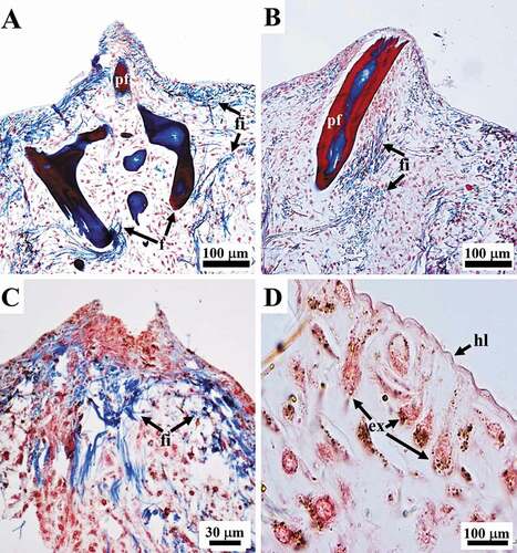 Figure 3. Sarcotragus spinosulus. LM photo-micrographs of histological sections. (A-C). Conules supported by apices of ascending primary fibres (pf in A and B) and a variably oriented network of bundles of filaments (fi) structuring the conular area (apex of conular fibre absent in C). (D). Outer hyaline layer (hl) overlying a pigmented cellular layer of T-shaped exopinacocytes (ex). (Masson trichrome)