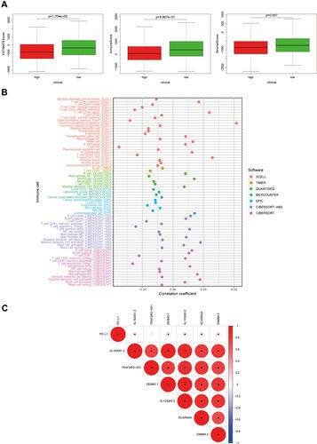 Figure 5 Tumor immune microenvironment score and immune cell infiltration analysis. (A) ESTIMATE score, stromal score, and immune score of different groups were evaluated by ESTIMATE. (B) Immune cell infiltration analysis based on m6A-related lncRNAs risk scores. (C) Co-expression analysis of m6A-related prognostic lncRNAs and immune gene PD-L1.