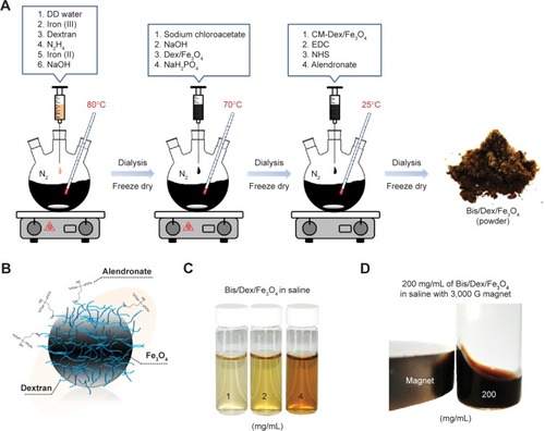 Figure 1 Synthesis scheme of magnetic nanoparticles and the final product.Notes: (A) The procedure for synthesizing three different types of magnetic nanoparticles: Fe3O4, Dex/Fe3O4, and Bis/Dex/Fe3O4. (B) The scheme of the final product Bis/Dex/Fe3O4. (C) Bis/Dex/Fe3O4 fully dispersed in PBS at concentrations of 1, 2, and 4 mg/mL (from left to right). (D) High concentration (200 mg/mL) of Bis/Dex/Fe3O4 magnetic nanoparticles are well dispersed in the saline and attracted by a 3,000 G magnet.Abbreviations: Fe3O4, iron (II, III) oxide; Dex, dextran; Bis, bisphosphonate; PBS, phosphate-buffered saline; DD, double-distilled; N2H4, hydrazine; NaOH, sodium hydroxide; NaH2PO4, sodium phosphate monobasic; EDC, 1-ethyl-3-(3-dimethylaminopropyl) carbodiimide; NHS, N-hydroxysuccinimide.